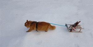 鍙互鎷夐洩姗囩殑鐚挭,浼氭媺闆﹪鐨勭尗