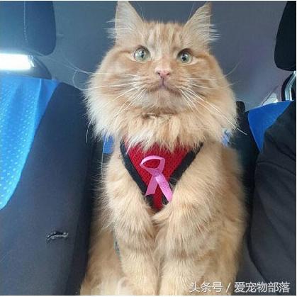 鍙互鎷夐洩姗囩殑鐚挭,浼氭媺闆﹪鐨勭尗