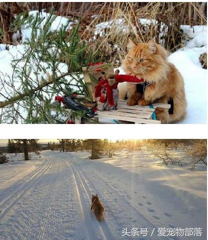 鍙互鎷夐洩姗囩殑鐚挭,浼氭媺闆﹪鐨勭尗