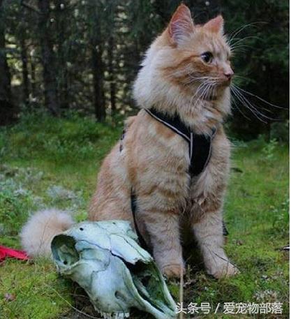 鍙互鎷夐洩姗囩殑鐚挭,浼氭媺闆﹪鐨勭尗