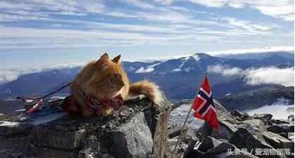 鍙互鎷夐洩姗囩殑鐚挭,浼氭媺闆﹪鐨勭尗