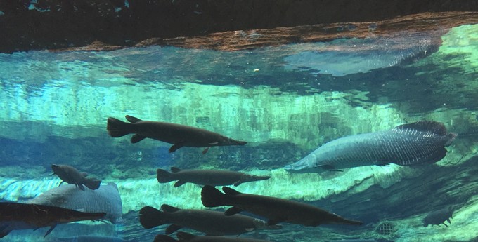 珠海长隆海洋王国游记作文,珠海长隆海洋王国游记