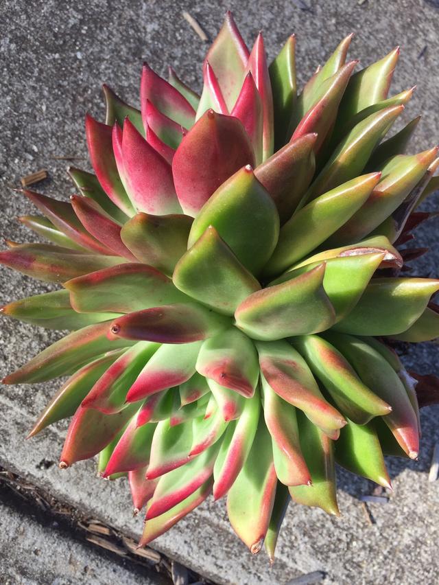 墨尔本多肉植物,多肉植物墨尔本