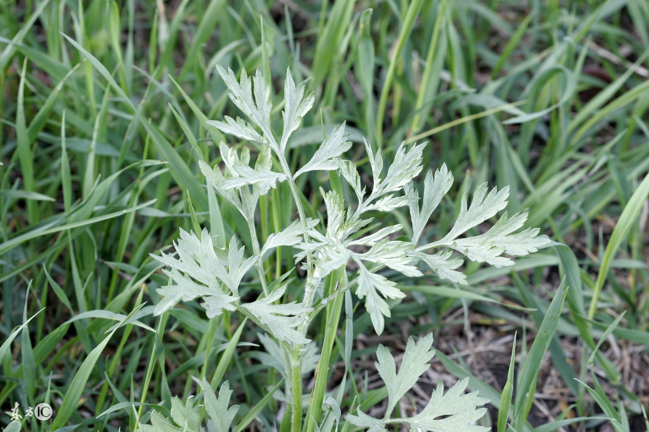 艾叶泡澡的功效与作用禁忌,艾叶桑叶泡脚的功效与作用及禁忌