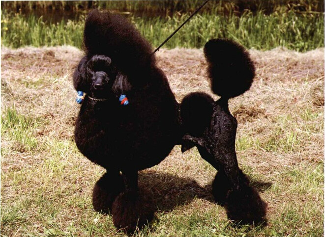 世界名犬排名前十名哪种最易训,十种名犬图及特色介绍