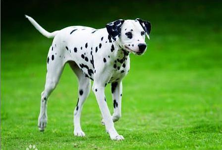 世界名犬排名前十名哪种最易训,十种名犬图及特色介绍