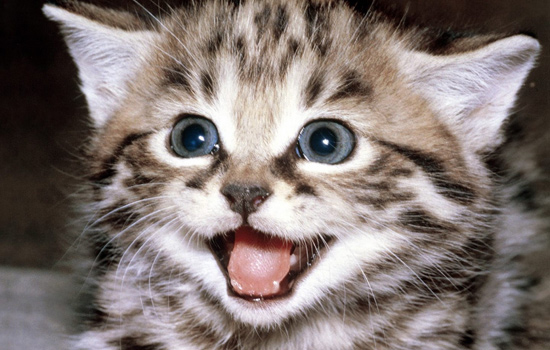 猫咪贫血怎么改善,什么原因会导致猫咪贫血