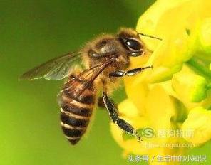 被蜜蜂蛰了红肿瘙痒怎么处理,孕妇被蜜蜂蛰了一下怎么处理