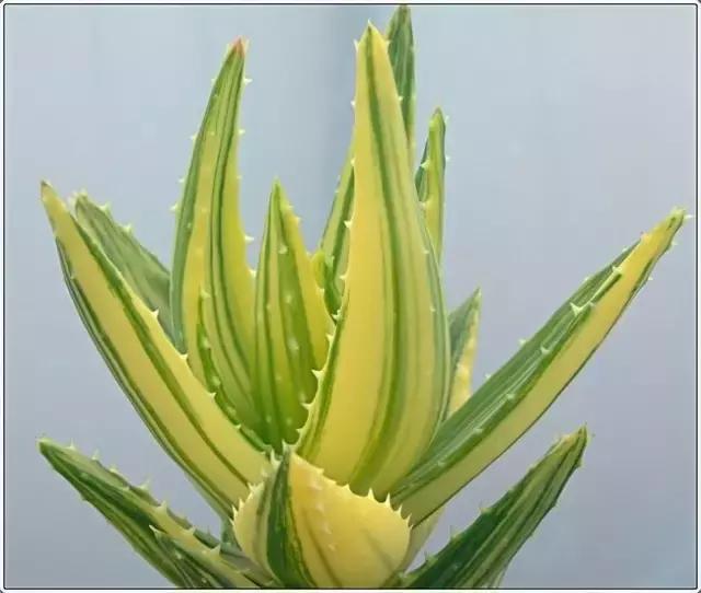 生活妙招：花友们自己制作芦荟面膜