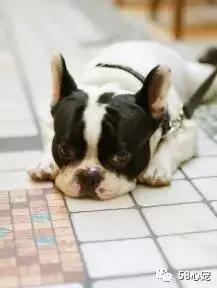 一梦谈狗:听说你喜欢法国斗牛犬,那你了解它么?