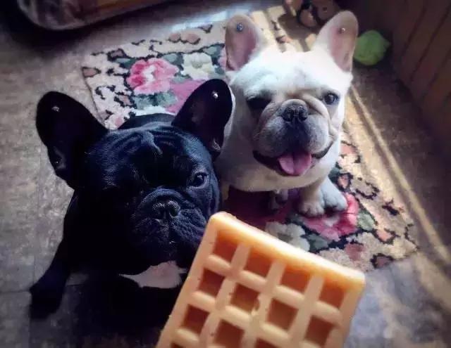 一梦谈狗:听说你喜欢法国斗牛犬,那你了解它么?