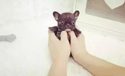 一梦谈狗:听说你喜欢法国斗牛犬,那你了解它么?