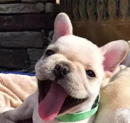 一梦谈狗:听说你喜欢法国斗牛犬,那你了解它么?