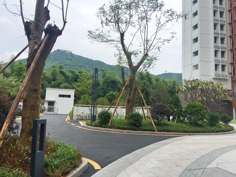 上周，深圳买房的人都去了观音山、凤凰山旁边的华苑