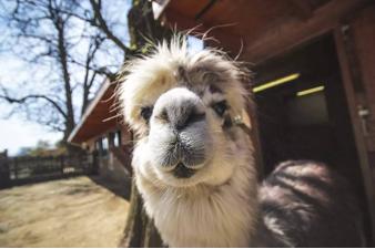 秘鲁神兽来袭，能给你的绝不只是表情包