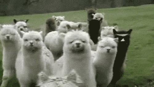 秘鲁神兽来袭，能给你的绝不只是表情包