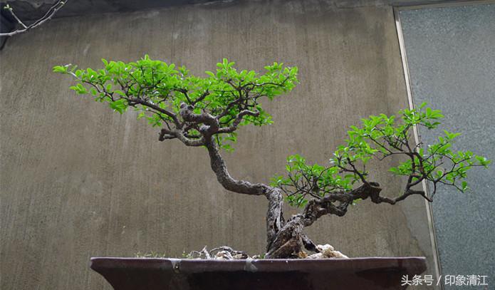 小叶女贞树简介,小叶女贞树是啥样的树