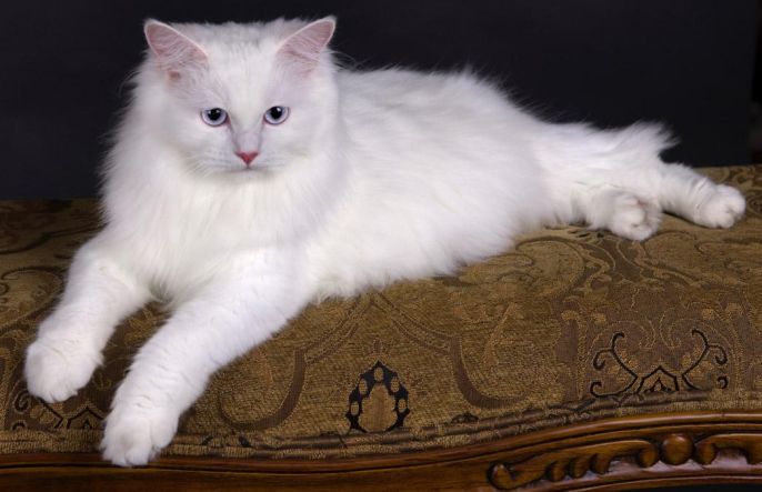 猫咪品种大盘点长毛猫篇,不掉毛猫咪的品种大全