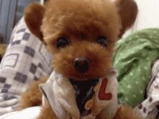 立耳泰迪和飞耳泰迪哪个好,飞耳泰迪和裁耳泰迪怎么区别