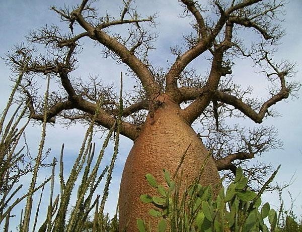 农民常见植物有哪些,农村常见的植物科普