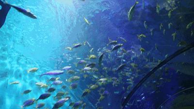 《一啸渔乐》常见的海鱼你认识多少?