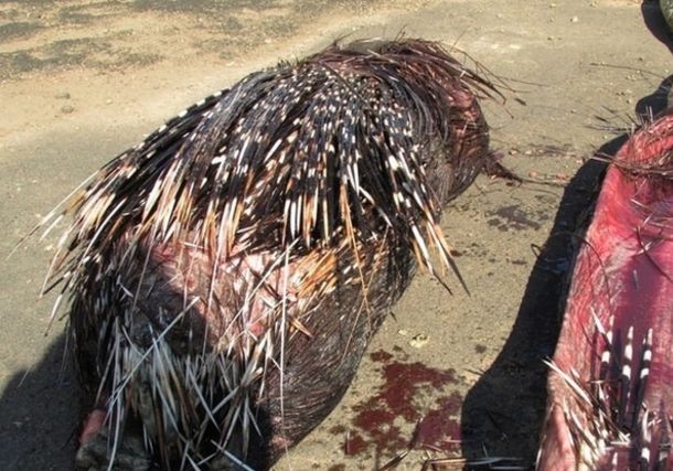 5米长的巨蟒离奇死亡，剥开肚子探索真相后惨不忍睹