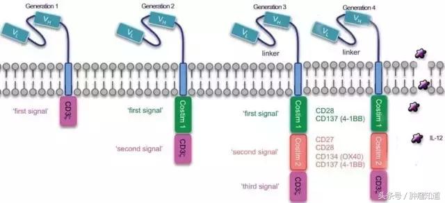 car-t最新治愈进展,三分钟深度了解cart疗法