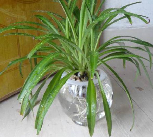 水培吊兰的正确方法,水培吊兰管理经验分享