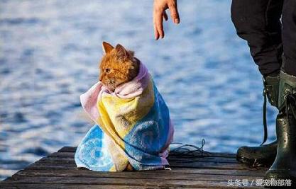 鍙互鎷夐洩姗囩殑鐚挭,浼氭媺闆﹪鐨勭尗