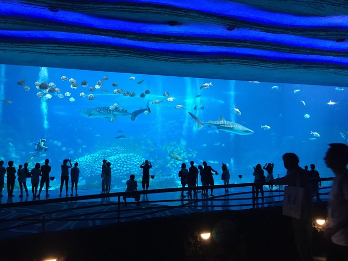 珠海长隆海洋王国游记作文,珠海长隆海洋王国游记