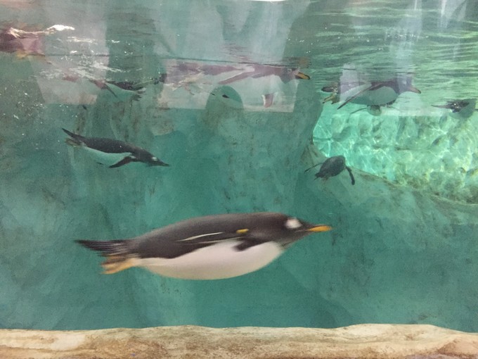 珠海长隆海洋王国游记作文,珠海长隆海洋王国游记