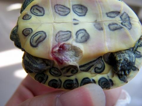 乌龟常见疾病怎么治,乌龟常见疾病解决方法