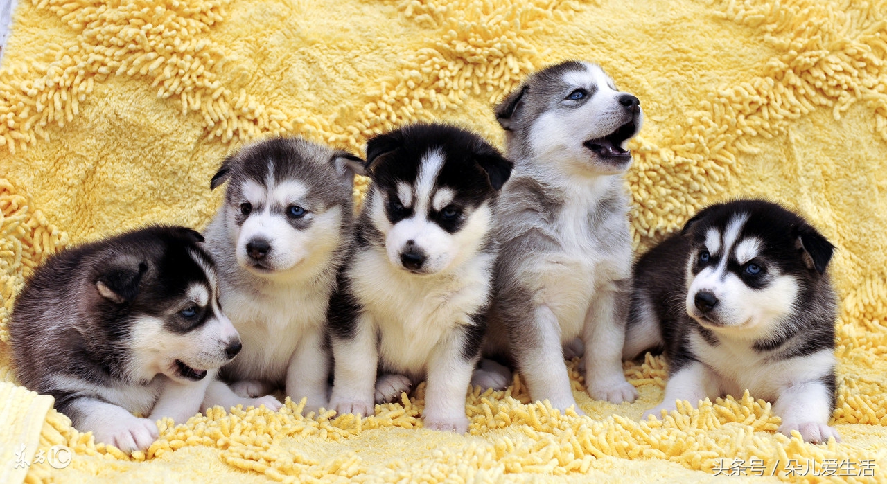 关于哈士奇的搞笑视频,关于哈士奇的视频