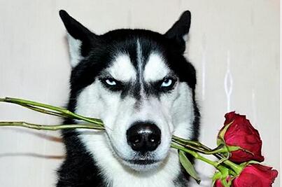 世界名犬排名前十名哪种最易训,十种名犬图及特色介绍