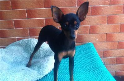 世界名犬排名前十名哪种最易训,十种名犬图及特色介绍