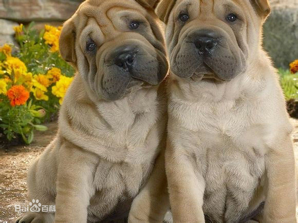 世界名犬排名前十名哪种最易训,十种名犬图及特色介绍