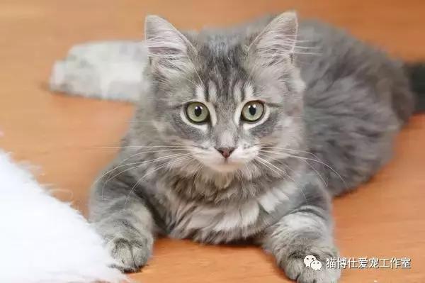 浅聊猫咪下泌尿道疾病