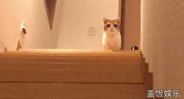 这对短腿兄妹猫，我可以在地上趴着看一整天