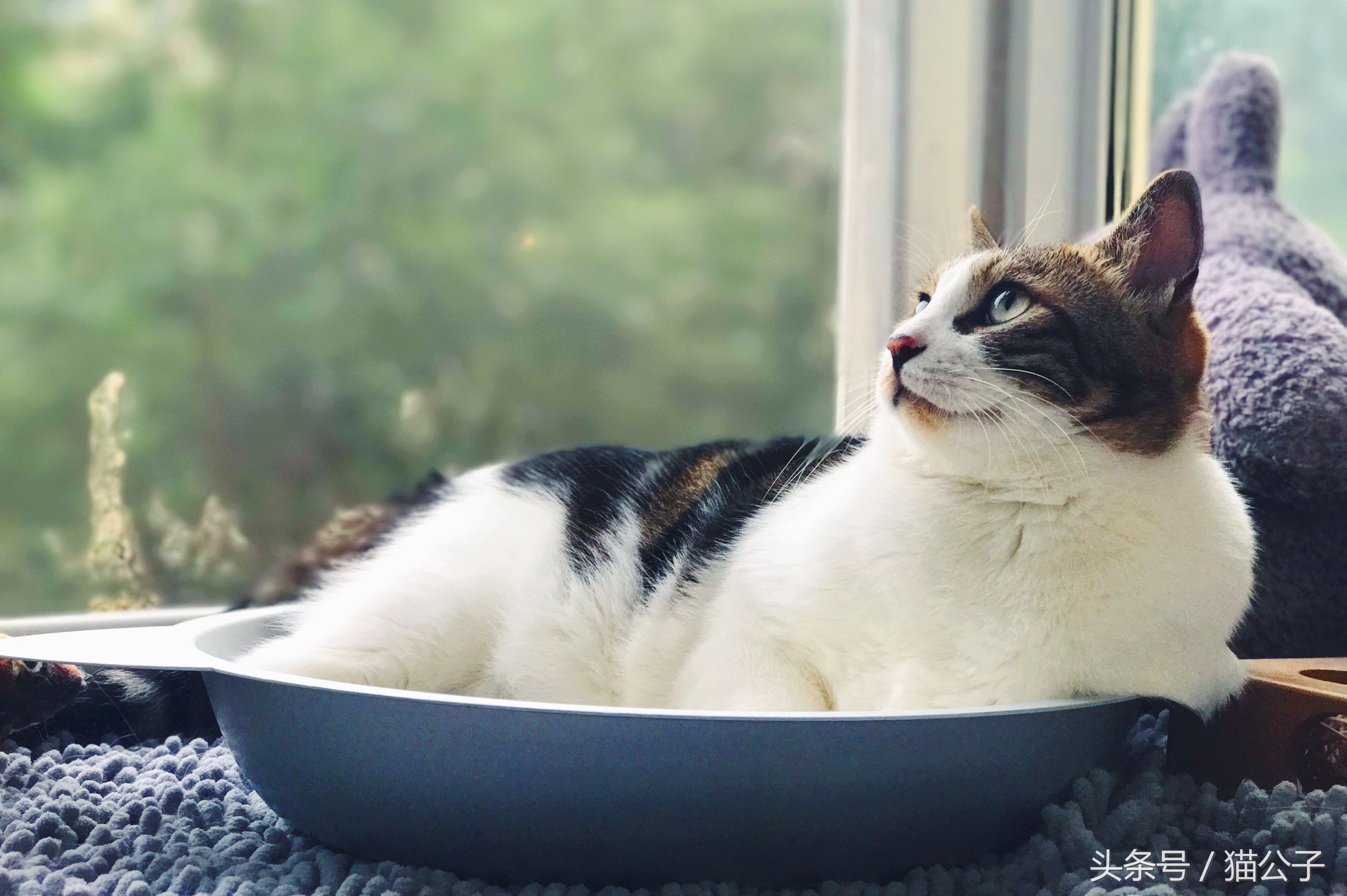 养猫会导致人得脑膜炎吗,养猫会让人得脑瘤吗