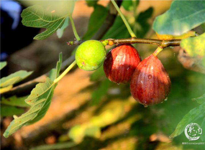 2020年威远无花果节,四川无花果节
