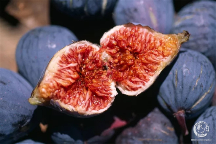 2020年威远无花果节,四川无花果节