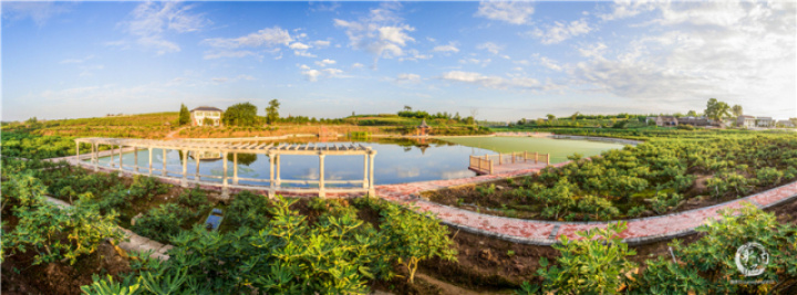 2020年威远无花果节,四川无花果节