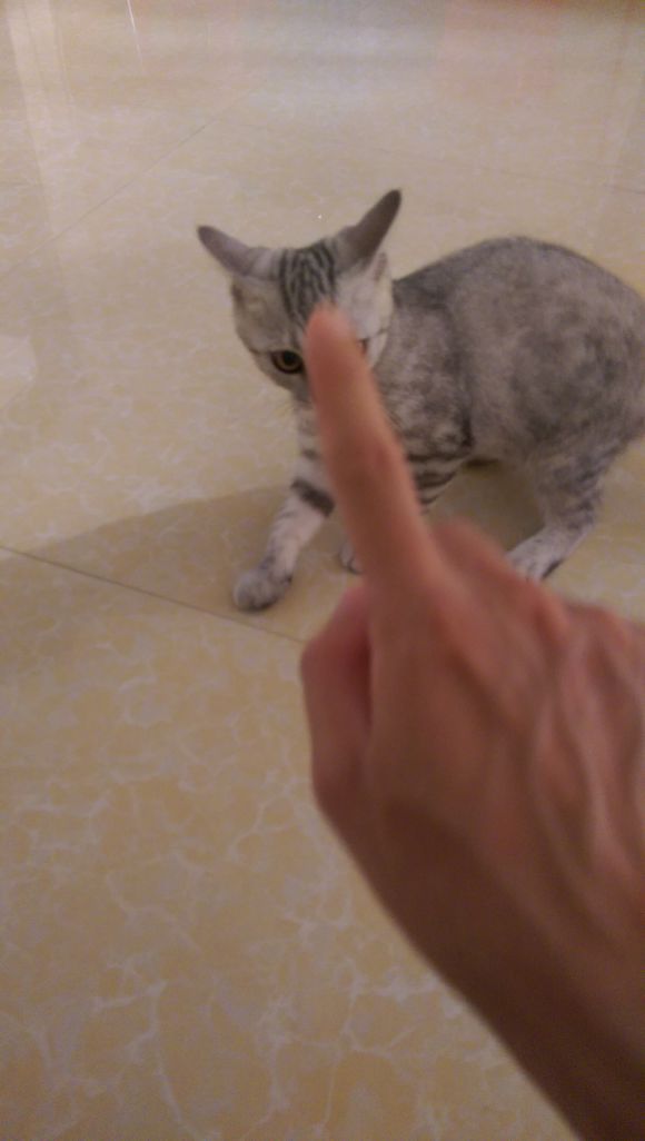 去宠物市场,1200买下只英短猫,喂养两月后,我们的噩梦开始了!