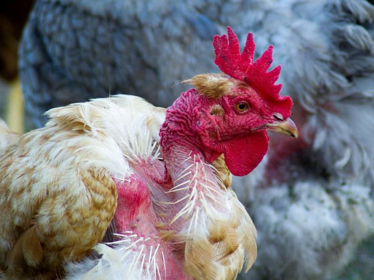 农村养鸡技巧视频新手,养鸡用什么方法鸡才健康