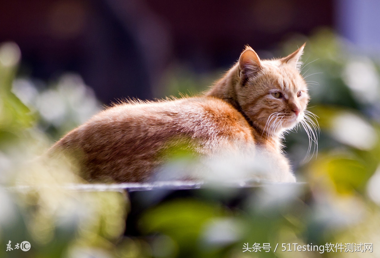 测试喵的智商,测试自家猫咪的智商