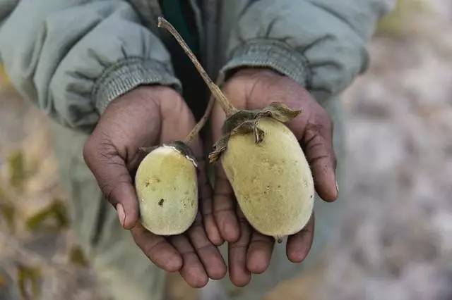 世界最高树是什么树,世界最高的树是啥树