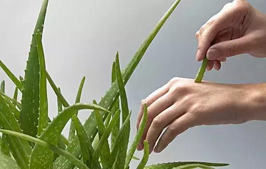 生活妙招：花友们自己制作芦荟面膜