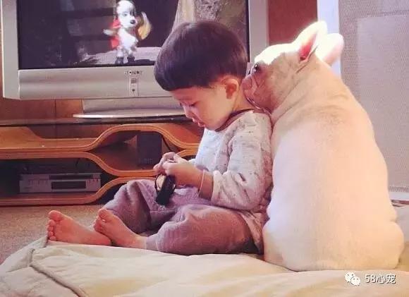 一梦谈狗:听说你喜欢法国斗牛犬,那你了解它么?