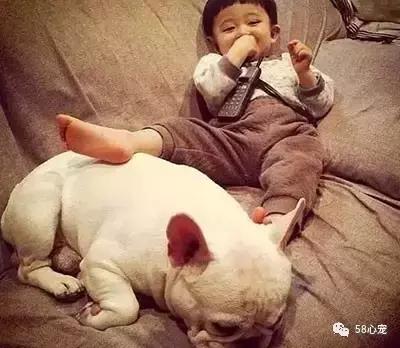 一梦谈狗:听说你喜欢法国斗牛犬,那你了解它么?