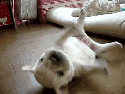 一梦谈狗:听说你喜欢法国斗牛犬,那你了解它么?